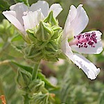 Marsh Mallow Seeds