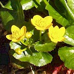 Marsh Marigold Seeds