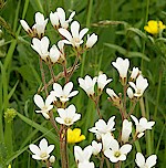 Meadow Saxifrage Seeds