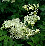 Meadowsweet Seeds