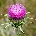 Milk Thistle Seeds