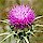Milk Thistle