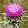 Milk Thistle