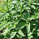 Mint Seeds, Green