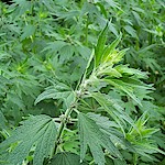 Motherwort Seeds, Cardiaca