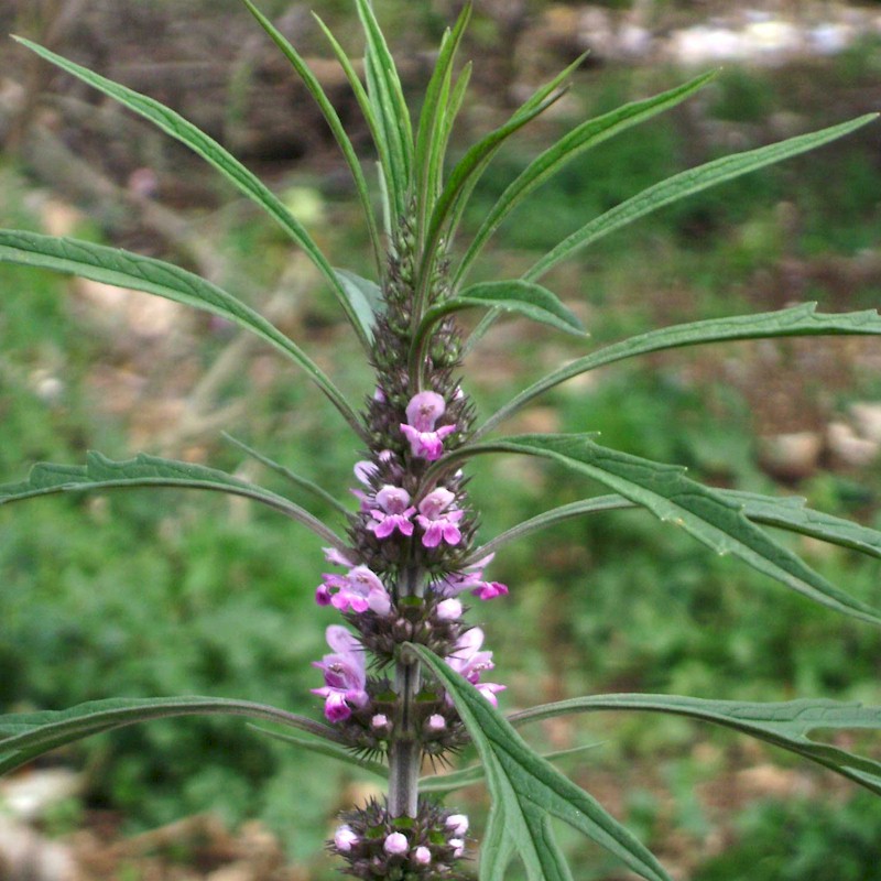 Motherwort Seeds, Chinese