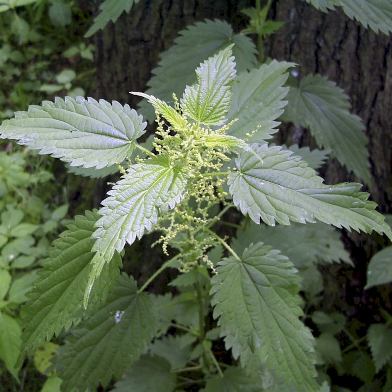 Nettle Seeds, Common