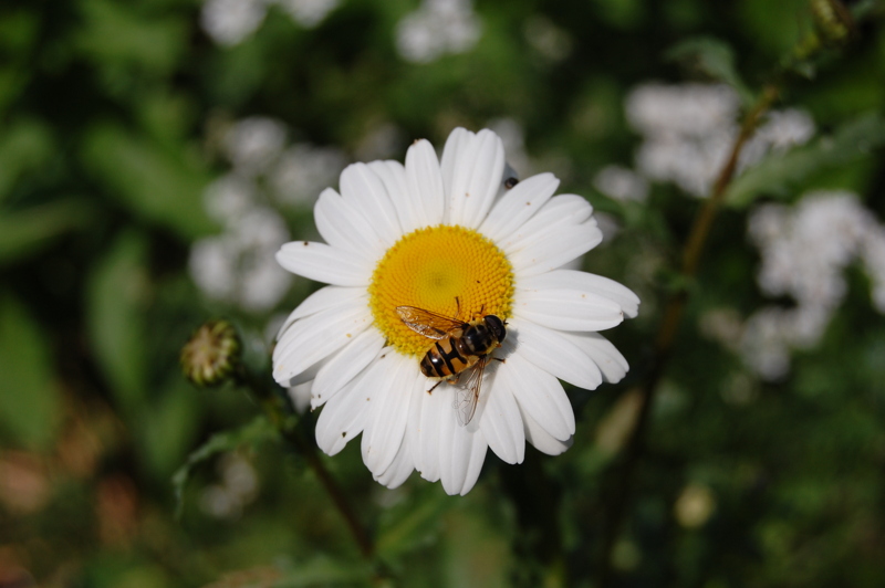 Oxeye Daisy Seeds (Leucanthemum vulgare) 