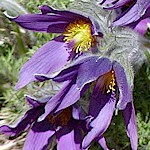 Pasque Flower Seeds