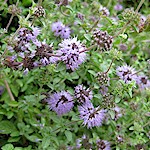 Mint Seeds, Pennyroyal