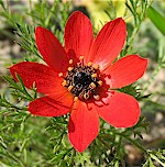 Pheasant's Eye Seeds