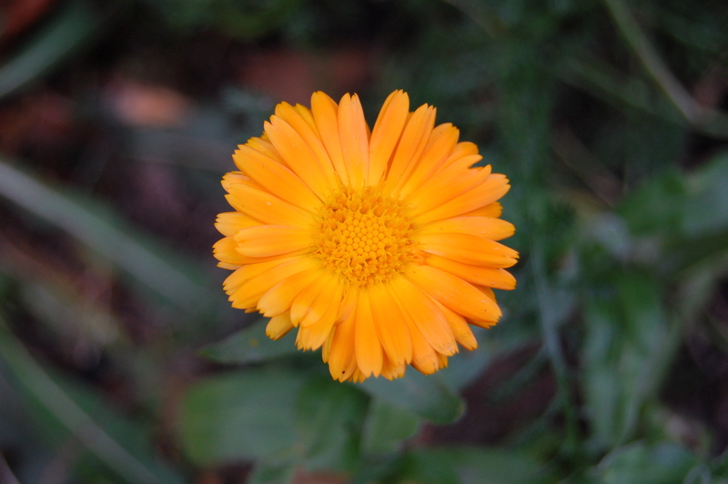 Pot Marigold Seeds (Calendula officinalis) 