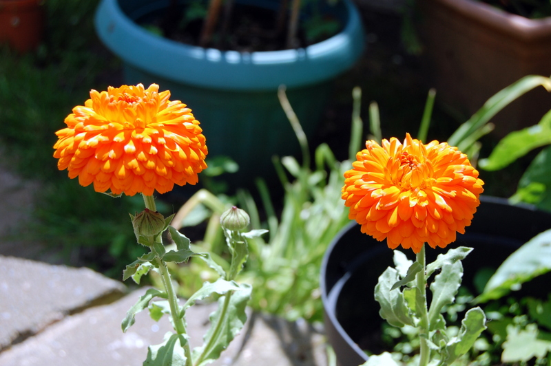 Pot Marigold Seeds, Fiesta Gitana Superior Mixed (Calendula officinalis) 