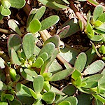 Purslane Seeds, Green