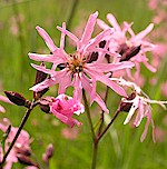 Ragged Robin Seeds