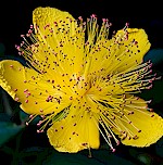 Rose of Sharon Seeds