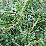 Rosemary Seeds