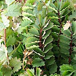 Salad Burnet Seeds 