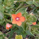 Scarlet Pimpernel Seeds