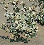 Sea-Holly Seeds