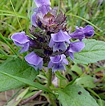 Self Heal Seeds