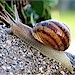 Slug & Snail Control