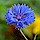 Cornflower