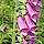 Fox Glove