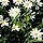 Stitchwort, Greater