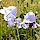 Harebell