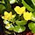 Marsh Marigold