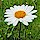 Oxeye Daisy