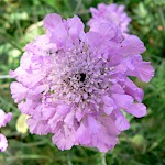 Small Scabious Seeds