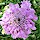 Scabious