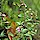 Wall Germander