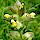 Yellow-Rattle