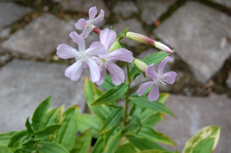 Soapwort Seeds (Saponaria officinalis) 