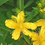 St. John's Wort Seeds