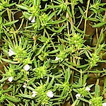 Summer Savory Seeds