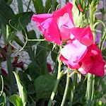 Sweet Pea Seeds