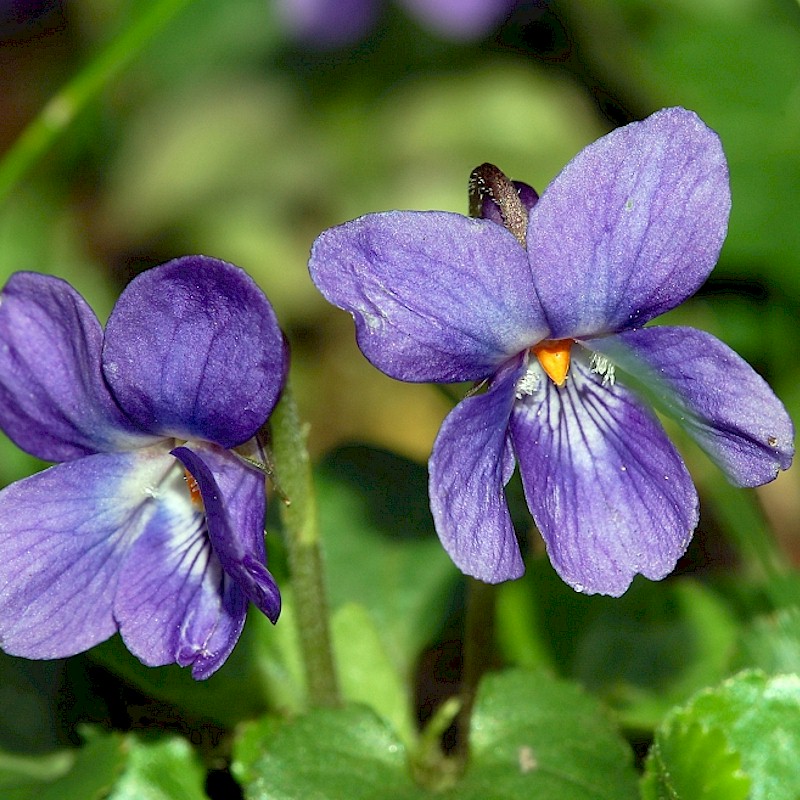 Sweet Violet (Wild) Seeds - Viola odorata