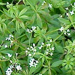 Sweet Woodruff Seeds