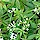 Sweet Woodruff