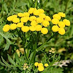 Tansy Seeds