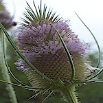 Teasel Seeds