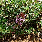 Thyme Seeds, Purple Creeping