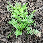 Valerian Seeds 