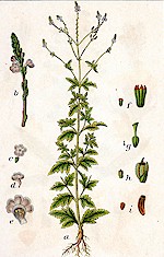 Vervain Seeds