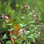 Wall Germander Seeds