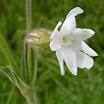 White Campion Seeds